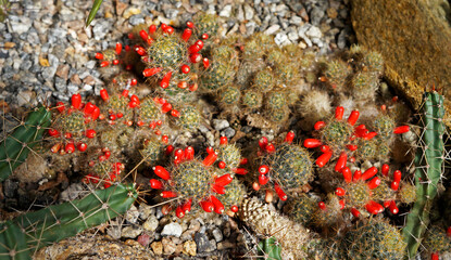 Texas nipple cactus fruits (Mammillaria prolifera)