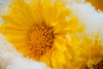 Yellow chrysanthemum flower, covered with wet snow