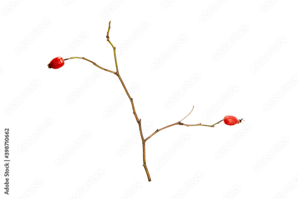 Poster tree branch without leaves isolated on white background