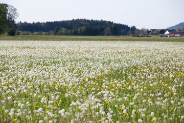 Fototapeta premium Wiese voller Pusteblumen