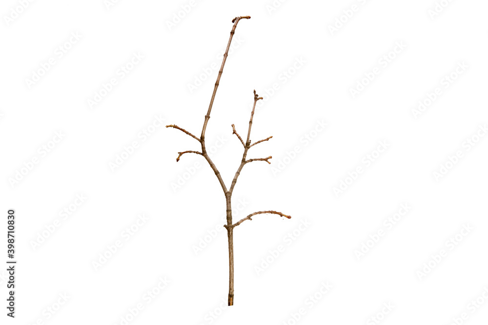 Poster tree branch without leaves isolated on white background