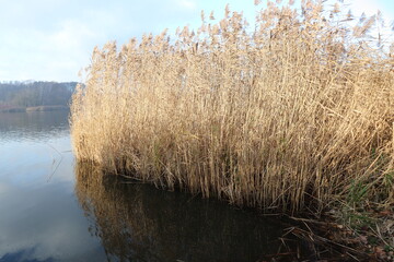 reeds in the water