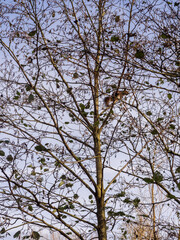 Grey squirrel high up in trees at Pennington Flash, leigh, warrington, UK