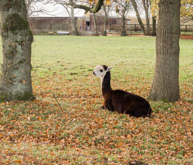 Relaxed lama in field near Pennington Flash, Leigh, Warrington, UK © Sue Burton