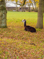 Relaxed lama in field near Pennington Flash, Leigh, Warrington, UK © Sue Burton
