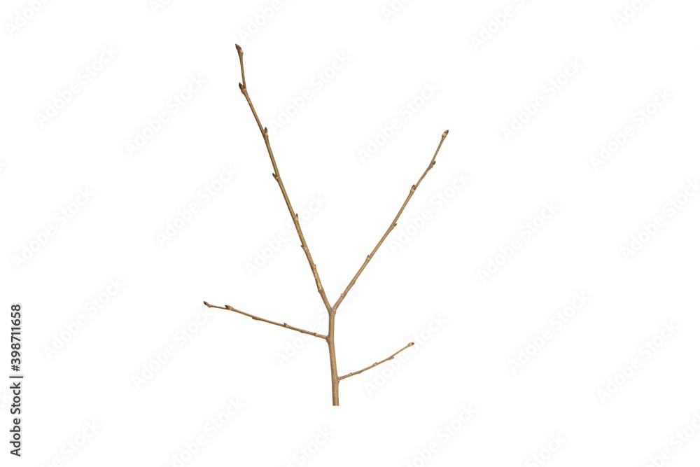 Poster tree branch without leaves isolated on white background