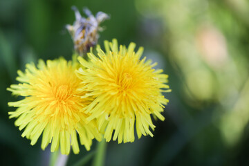 Löwenzahnblüten in der Wiese