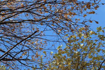 branches against blue sky