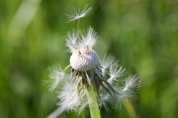 Löwenzahn Samen im Flug