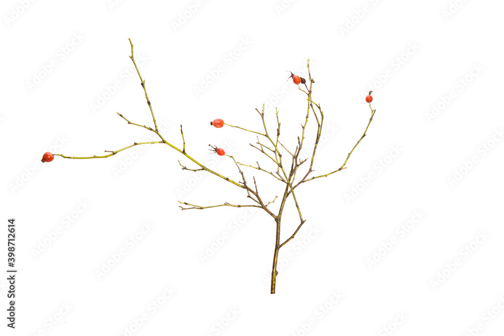 Poster tree branch without leaves isolated on white background