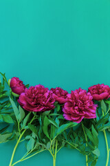 Red pink peonies flowers lies on a green background