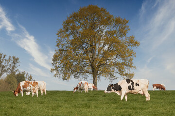 Obraz premium Cows on a meadow