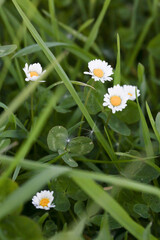 Gänseblümchen auf grüner Wiese