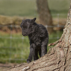 New born black ouessant sheep lamb