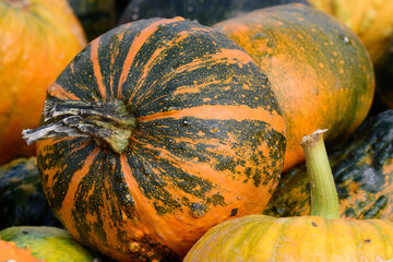 Der Kürbis, Cucurbita, ist eine einjährige Gemüsepflanze. Er wird auch zur Dekoration bei...