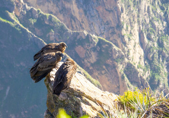 Peru, above the Colca Canyon, Condors waiting on a ledge before flying into the Canyon