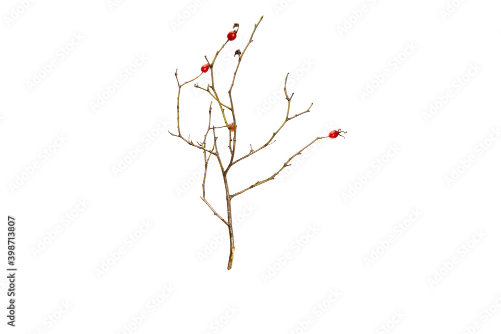 Poster tree branch without leaves isolated on white background