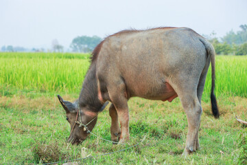 Buffalo in the farm