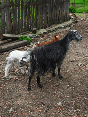 Obraz premium Mother goat with her two goatlings playing in a rural yard. Romanian countryside landscape. 