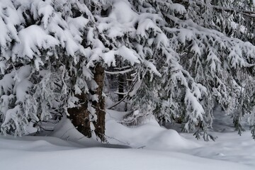 Verschneite Tanne