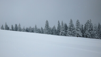 Snow falls over the coniferous forests of Lotru Mountains. Winter season is here.