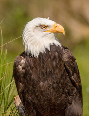 American bald eagle eyeing up its prey