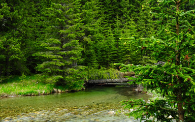 Fototapeta na wymiar Lotru river green colored in a rainy summer day. the stream flows through spruce and fir trees. A natural bridge was formed when a trunk fall over the creek. Carpathia, Romania.
