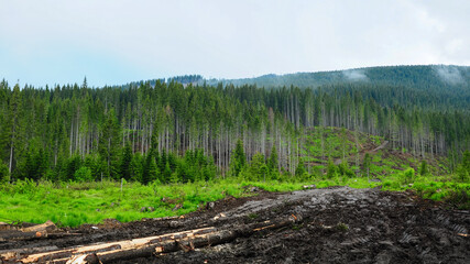 Maybe illegal tree logging in Lotru Mountains. The forest was cut and a muddy road was built through it. Latorita Mountains, Voineasa, Romania. © Alexandru V