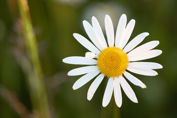 Obraz premium Margarithe