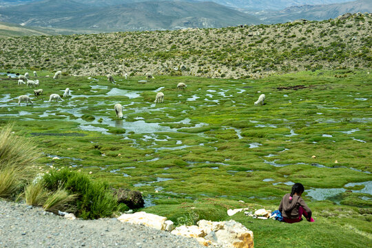 Perou, at the altiplano in Central Peru. Young shepherd girl looking after her alpacas and vicunas. 