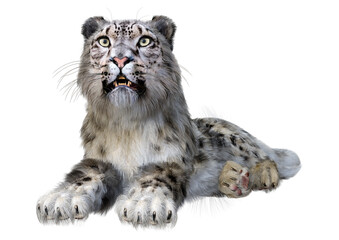 Fototapeta na wymiar 3D Rendering Snow Leopard on White