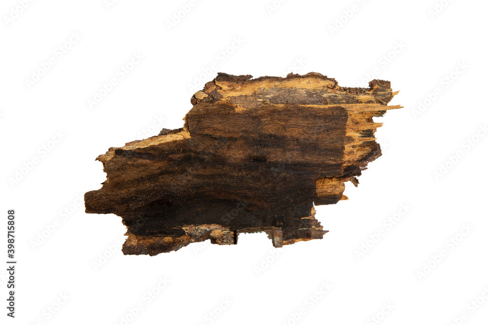Poster the bark of the tree is isolated on a white background. wooden texture