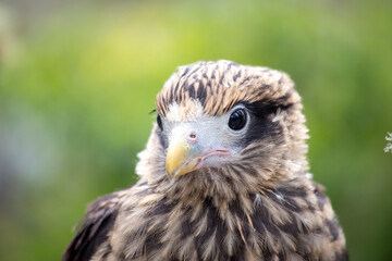 close up of an eagle