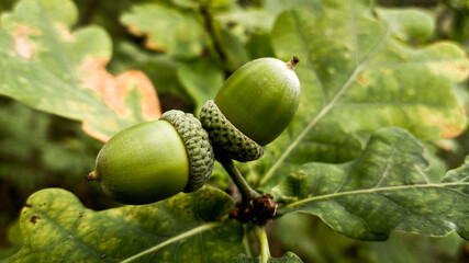 Couple of green acorns hanging from oak tree.