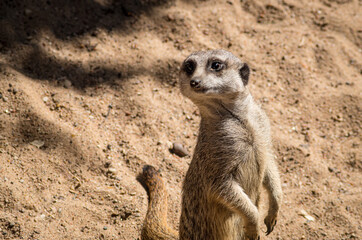 Fototapeta premium Intelligent, African meerkat (Suricata suricatta) standing and looking your direction.