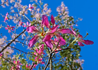 Silk floss tree flowers (Ceiba speciosa or Chorisia speciosa)