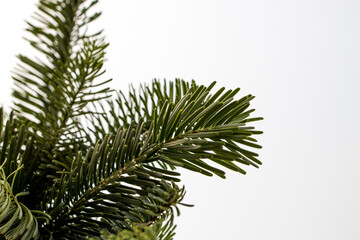 green natural pine branches of a christmas tree on a white background close-up