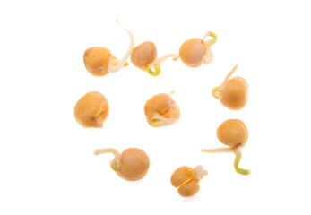 sprouted beans isolated