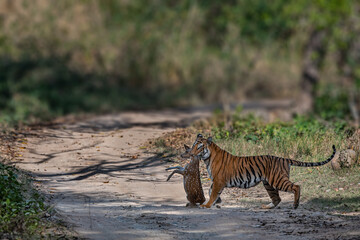 Fototapeta na wymiar Bengal Tiger Female (Panthera tigris) carrying a freshly killed spotted deer fawn to her cubs, photographed in Corbett National Park, India. 