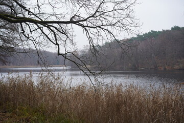 Obraz premium Winterlandschaft mit Wald und Schilf an einem See in Berlin (Krumme Lanke)