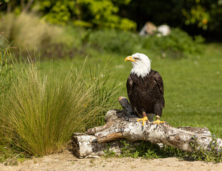 Bald Eagle at the waters edge.