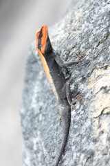 different colour of lizard