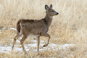 Colorado Wildlife. Wild Deer on the High Plains of Colorado