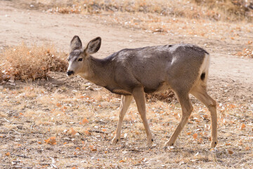 Naklejka na ściany i meble Colorado Wildlife. Wild Deer on the High Plains of Colorado