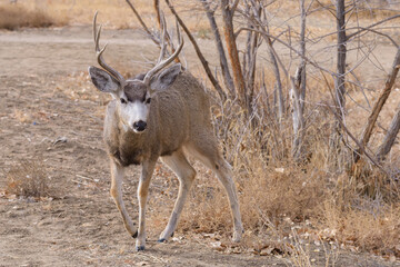 Fototapeta premium Colorado Wildlife. Wild Deer on the High Plains of Colorado