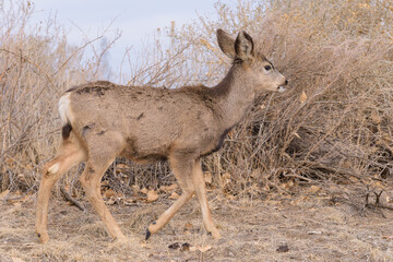 Colorado Wildlife. Wild Deer on the High Plains of Colorado