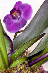 Close-up of an orchid plants in blossom isolated on white.
