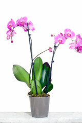 Flowerpot on a windowsill with some pseudobulbs of orchid plants in blossom isolated on white.