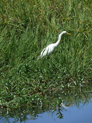 great white heron