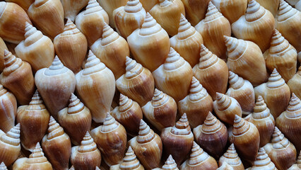 The shell of dog conch, a species of edible sea snail, arranged neatly in a beautiful pattern.